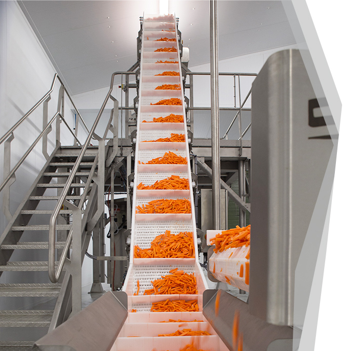 Carrot Elevator Conveyor